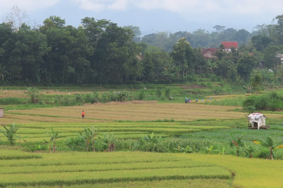 Acres cultivated