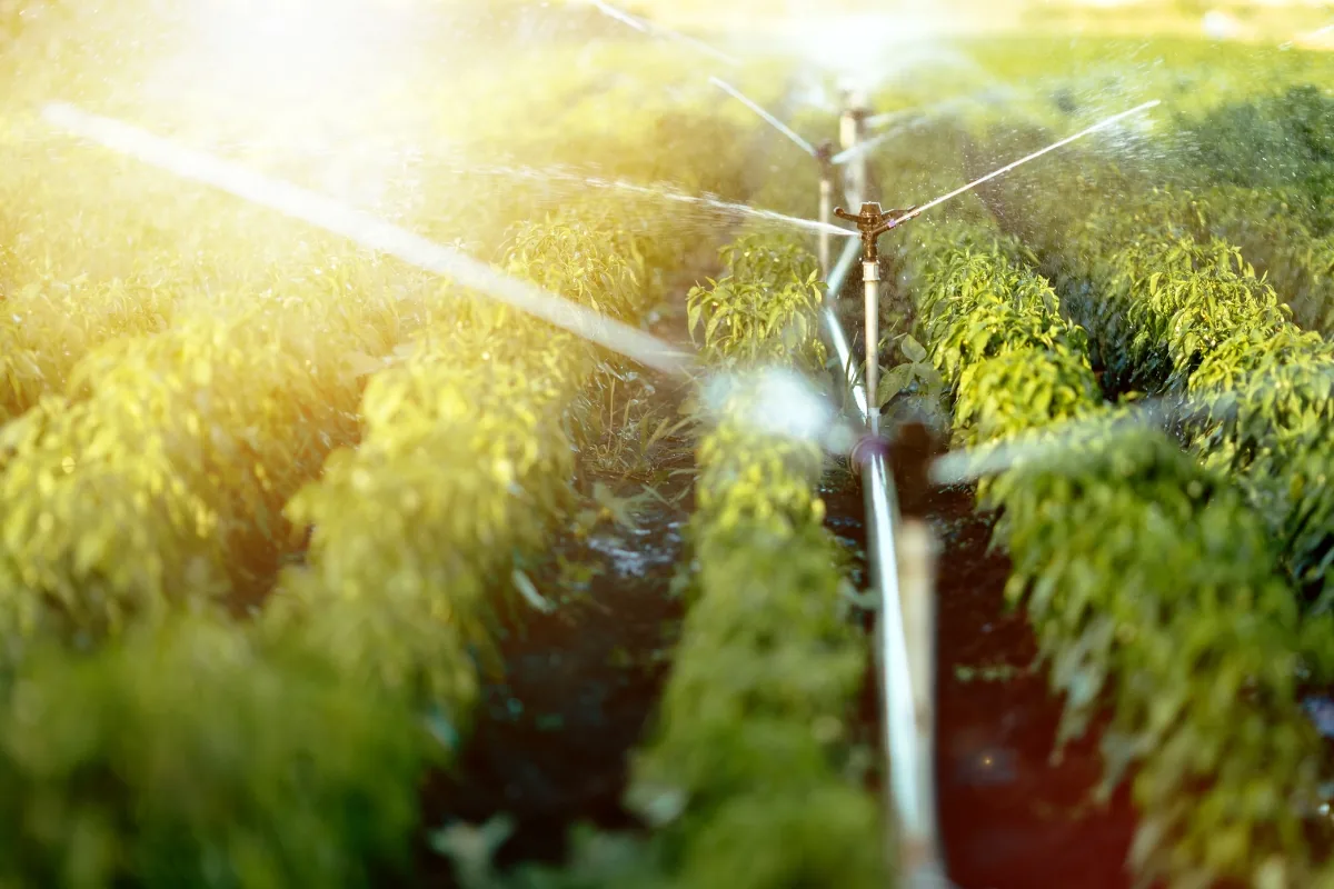 Agriculture